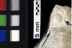 Foto (Detailansicht) von Pithonoton marginatum (von Meyer, 1842) (NHMW-GEO-1990-0041-0072)